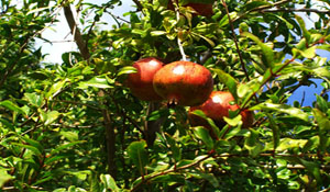 grapes to taste just over your head